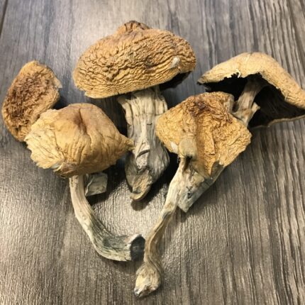 buy magic mushrooms online Austria
