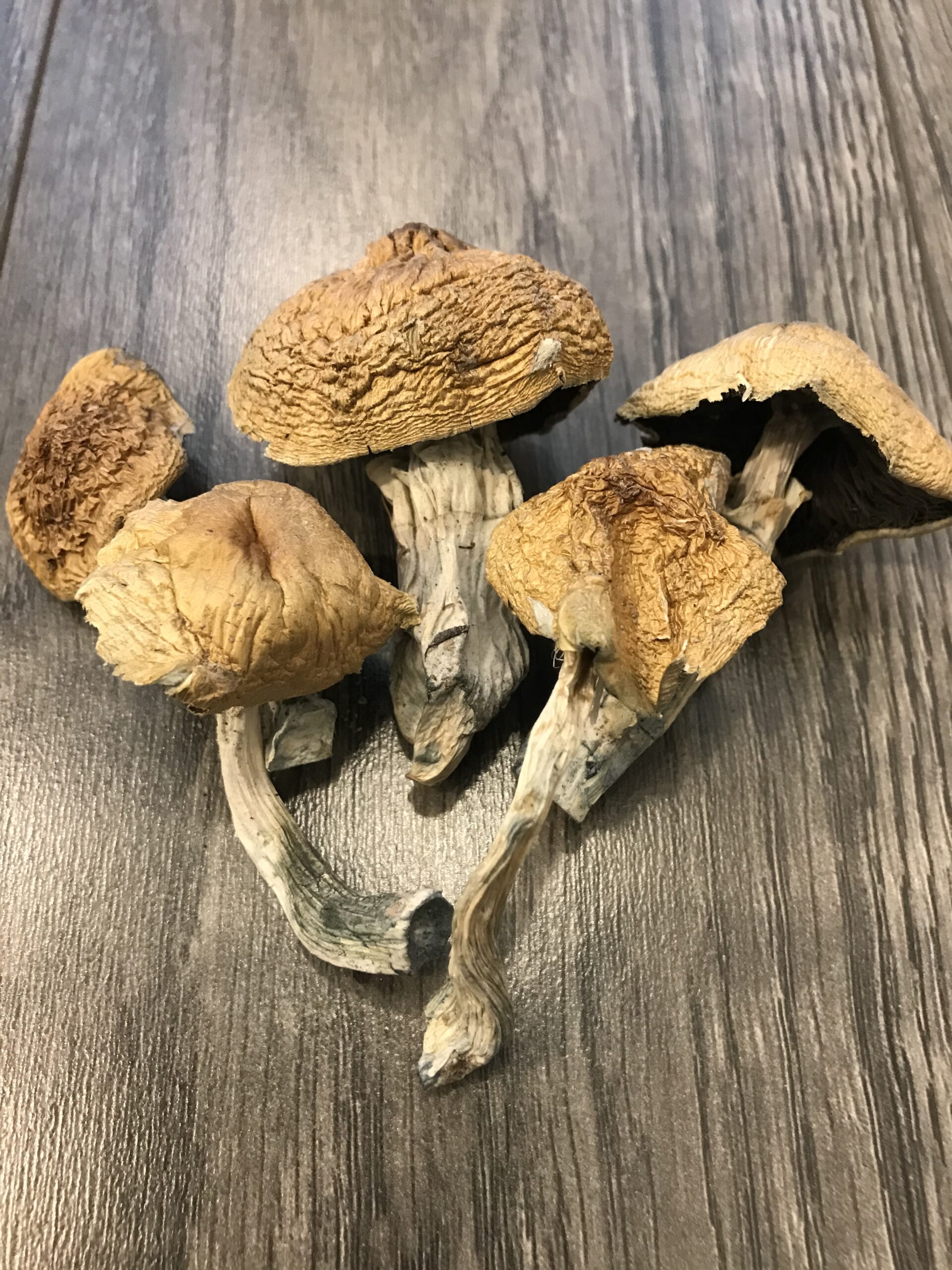buy magic mushrooms online Austria