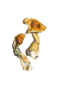 Austria mushroom dispensary