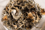 Buy Blue Meanie mushrooms Austria
