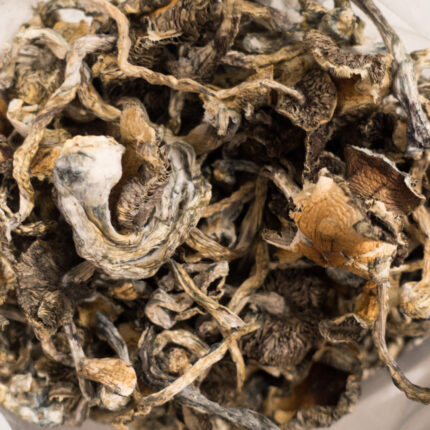 Buy Blue Meanie mushrooms Austria