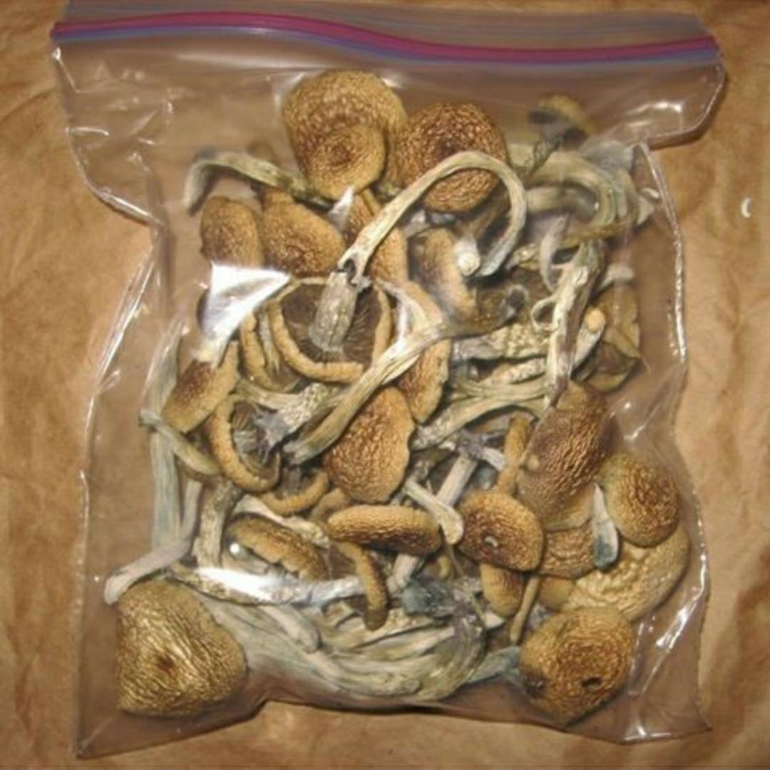 buy magic mushrooms Vienna