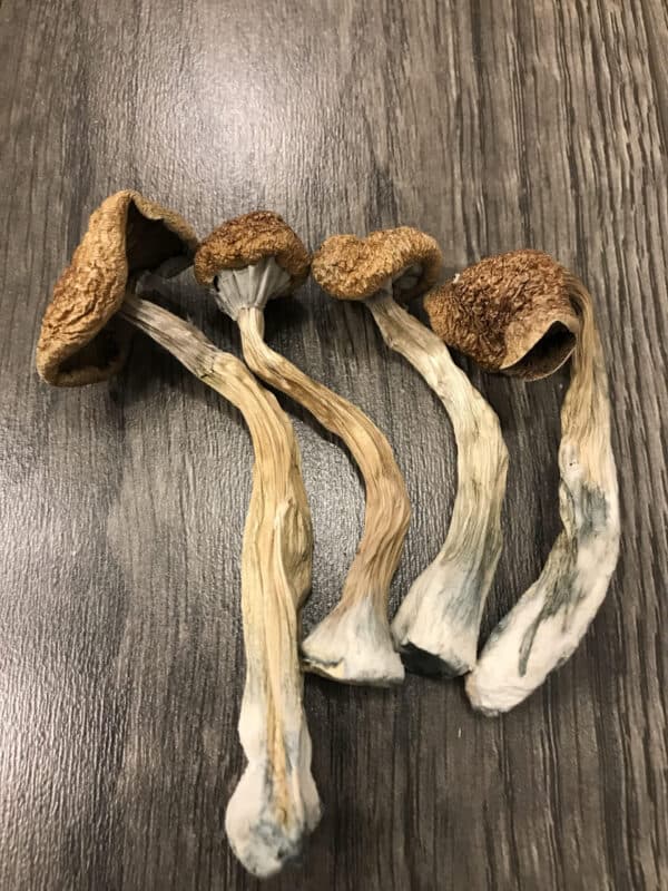 magic mushroom dispensary online Austria